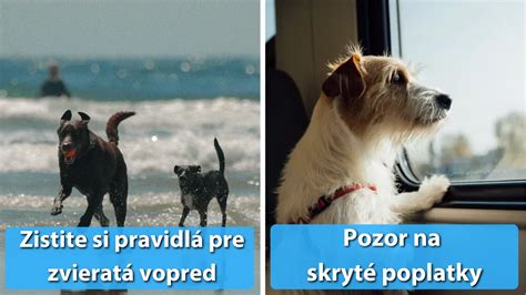 Infografika porovnávajúca zdravie detí so psom a bez psa