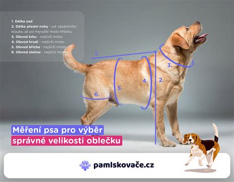 Ilustrácia ukazujúca ako správne hladkať psa