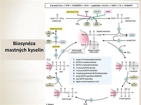 Schéma zobrazujúca proces autofágie v bunkách
