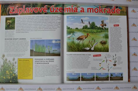 Ilustrácia zobrazujúca kolobeh života od narodenia po dospelosť