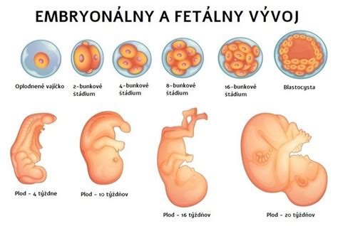 Grafické znázornenie rastu plodu v ôsmom mesiaci