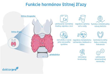 Umiestnenie prištítnych teliesok na štítnej žľaze