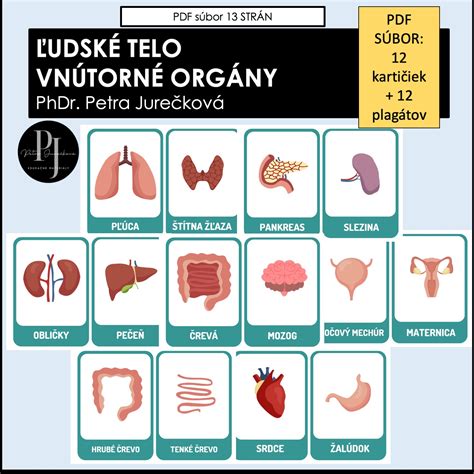 Ilustrácia ľudského prsníka s vyznačenými mliekovodmi