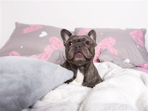 Pes a dieťa v posteli