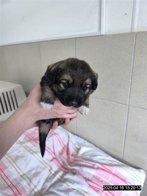 Šteňa ovoniava novorodenca