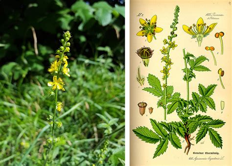 Repík lekársky s kvetmi