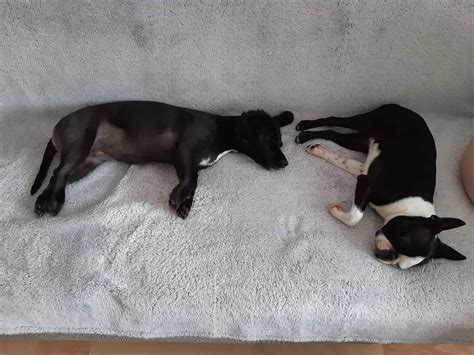 Pes a mačka v jednom zábere