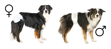 Ilustrácia reprodukčného cyklu sučky