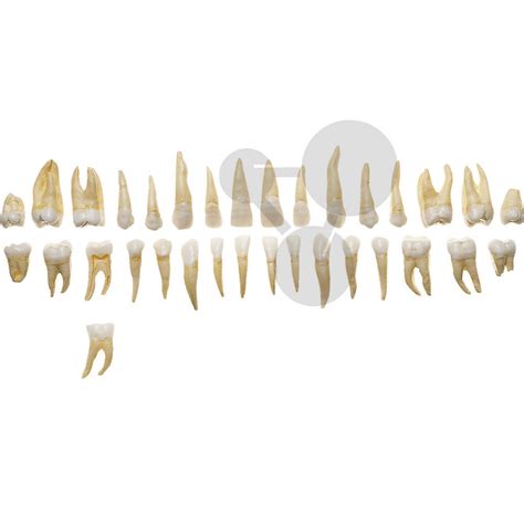 Diagram znázorňujúci správny vývoj chrupu