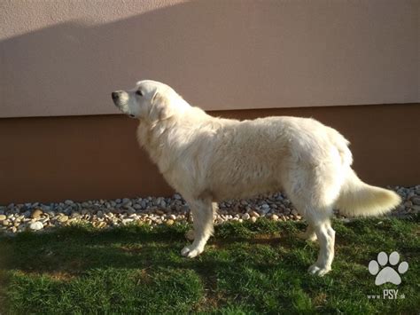 Mapa pôvodu Slovenského čuvača