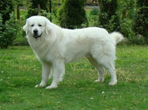 Slovenský čuvač v záhrade