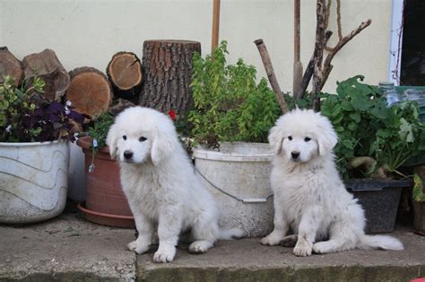 Výcvik Slovenského čuvača