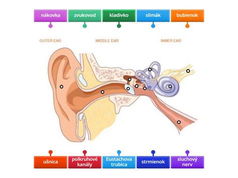 Ilustrácia ľudského ucha