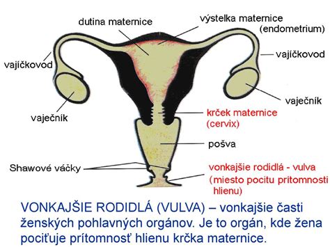 Anatomické znázornenie reprodukčných orgánov samca a samice cicavca