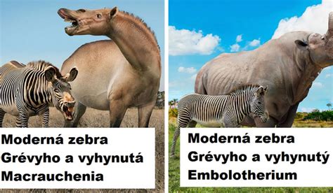 Porovnanie dĺžky reprodukčného cyklu u rôznych druhov zvierat