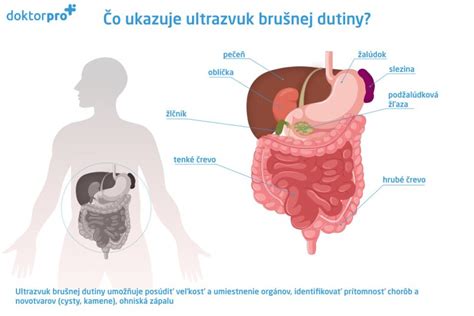 Ilustrácia brušnej dutiny s vyobrazenou stómiou