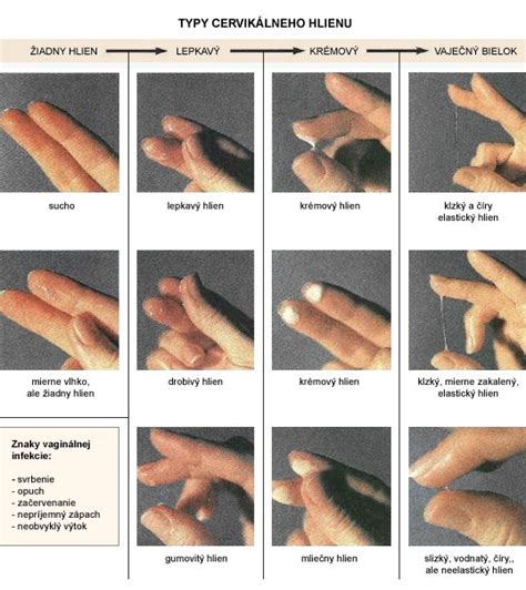 Ilustrácia zmien cervikálneho hlienu počas cyklu