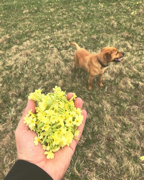 Ručne zbierané struky karobu