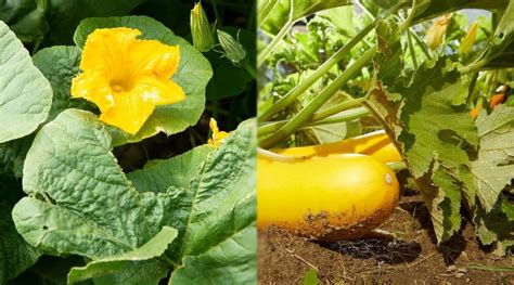 Diagram znázorňujúci rozdiel medzi suchým a vlhkým kašľom