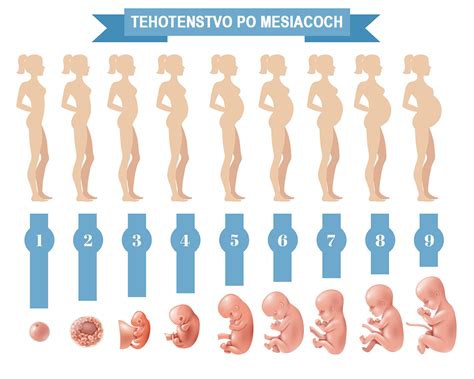 Infografika vývoja plodu po týždňoch v tehotenstve