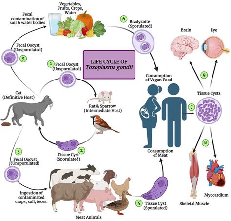 Infografika zobrazujúca životný cyklus Toxoplasma gondii
