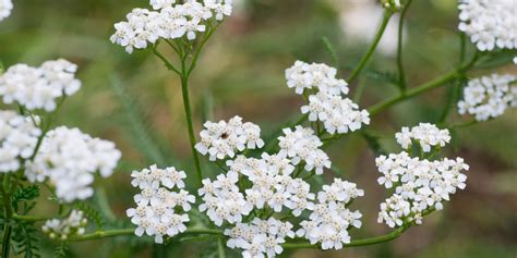 Rebríček populárnych mien
