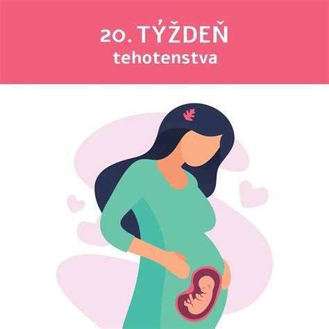 Ilustrácia rastúceho bruška v treťom trimestri tehotenstva