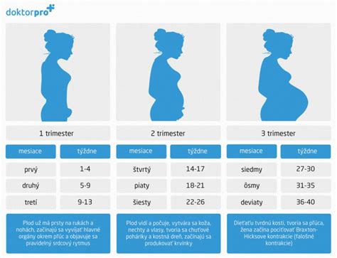 Diagram znázorňujúci rast plodu počas tehotenstva, so zameraním na tretí trimester