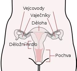Schematické znázornenie vrstiev maternice