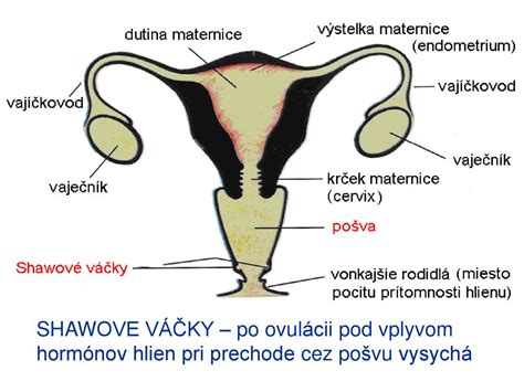 Ilustrácia dvojrohej maternice