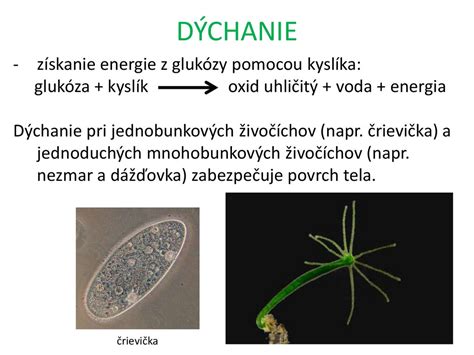 Rôzne typy kopulačných orgánov u živočíchov