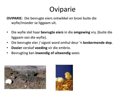 Porovnanie oviparie, viviparie a ovoviviparie