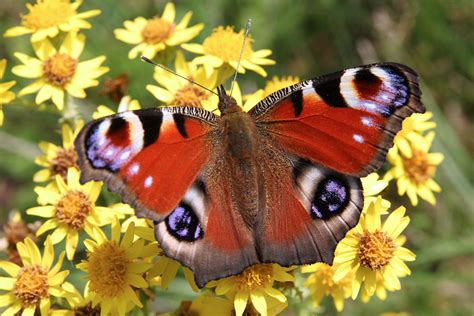 motýľ vyliezajúci zo zámotku