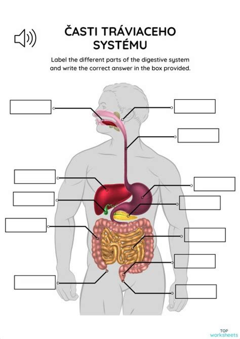 Diagram tráviaceho systému s vyznačeným pylorom