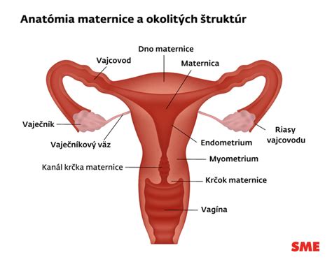 Anatómia maternice