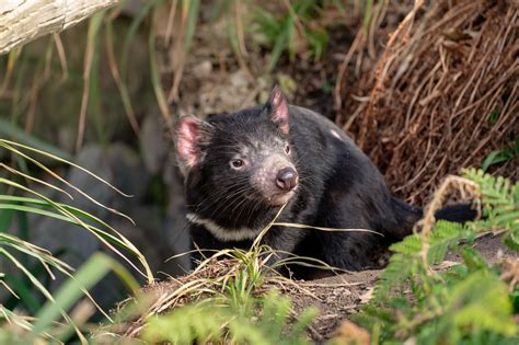 Ilustrácia rôznych domestikovaných zvierat v priebehu histórie