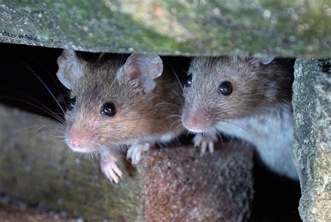 Ilustrácia laboratórnych myší v klietke