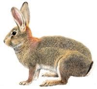 Ilustrácia králika a morky