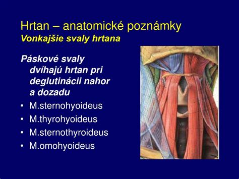 Diagram hrtana a hlasiviek