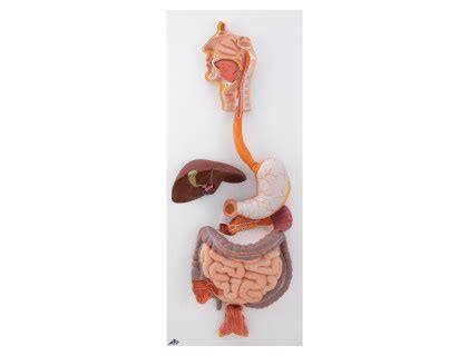 Graf s ilustráciou tráviaceho systému dieťaťa