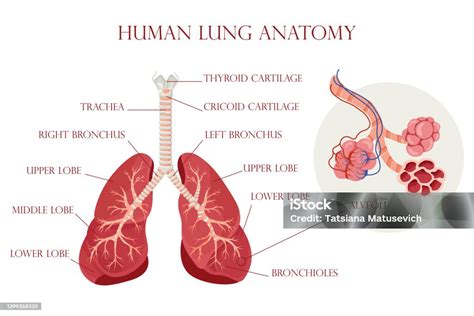 Ilustrácia pľúc s detailom alveol