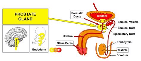 mužské genitálie s vyznačenými semenníkmi a nadsemenníkmi