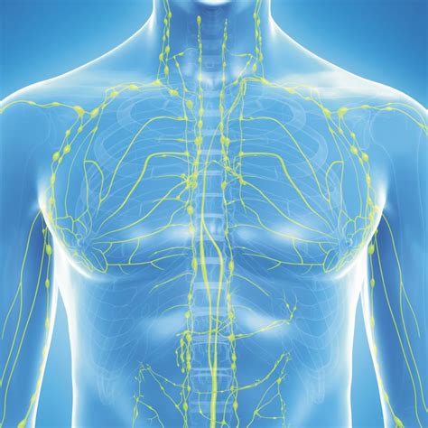 Schematické znázornenie lymfatického systému s vyznačením lymfatických uzlín