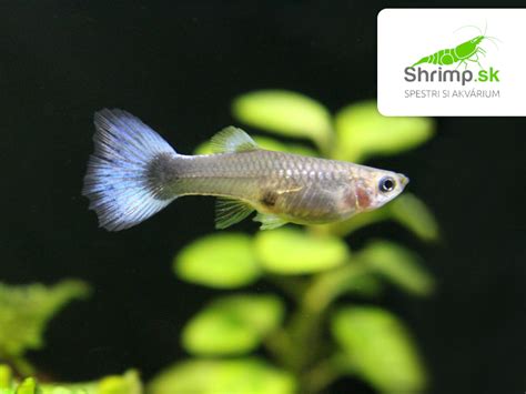 Gravídna samička gupky s výrazným bruškom