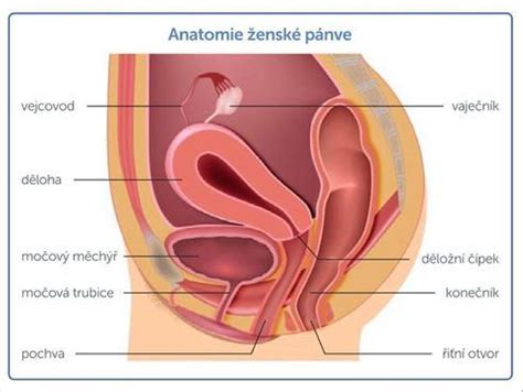 Anatómia ženskej panvy s detailným zobrazením maternice a krčka maternice