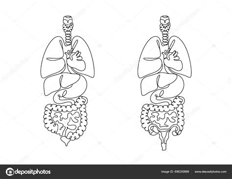 Anatomická kresba maternice s popísanými časťami