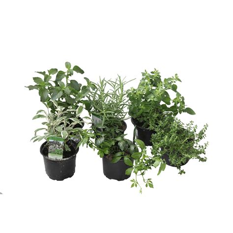 Rôzne druhy byliniek