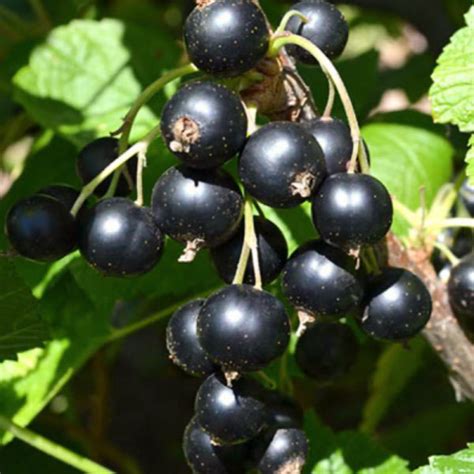 Čierne ríbezle na konári