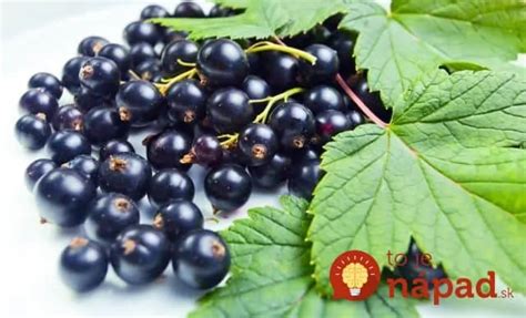 Tehotná žena pijúca čaj z listov čiernej ríbezle