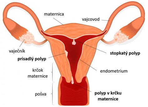 Ilustrácia sliznice maternice